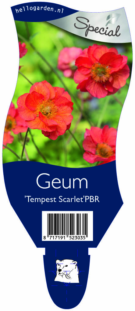 Geum 'Tempest Scarlet'PBR ; P11