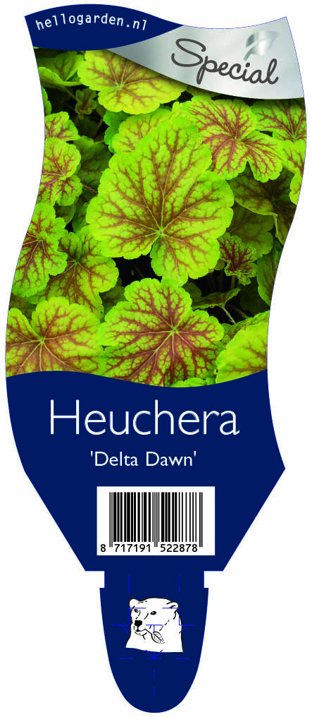 Heuchera 'Delta Dawn' ; P11