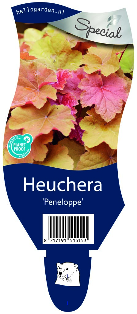 Heuchera 'Peneloppe' ; P11