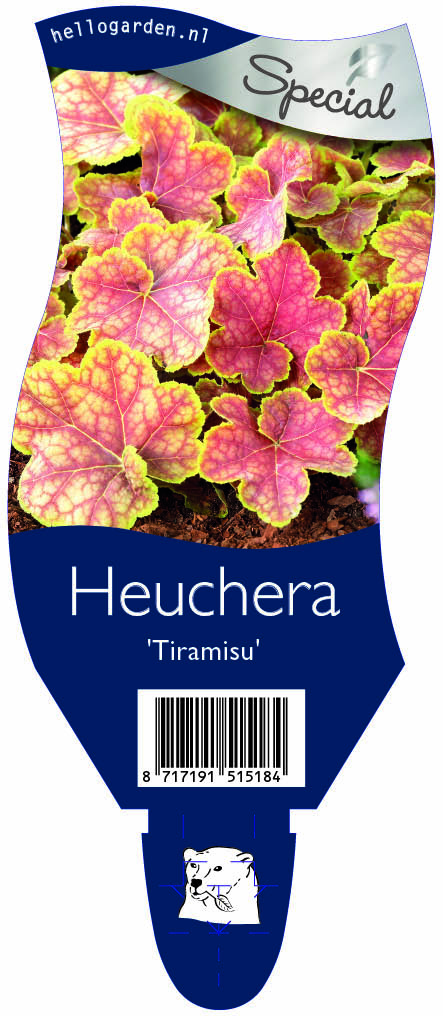 Heuchera 'Tiramisu' ; P11