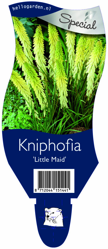 Kniphofia 'Little Maid' ; P11