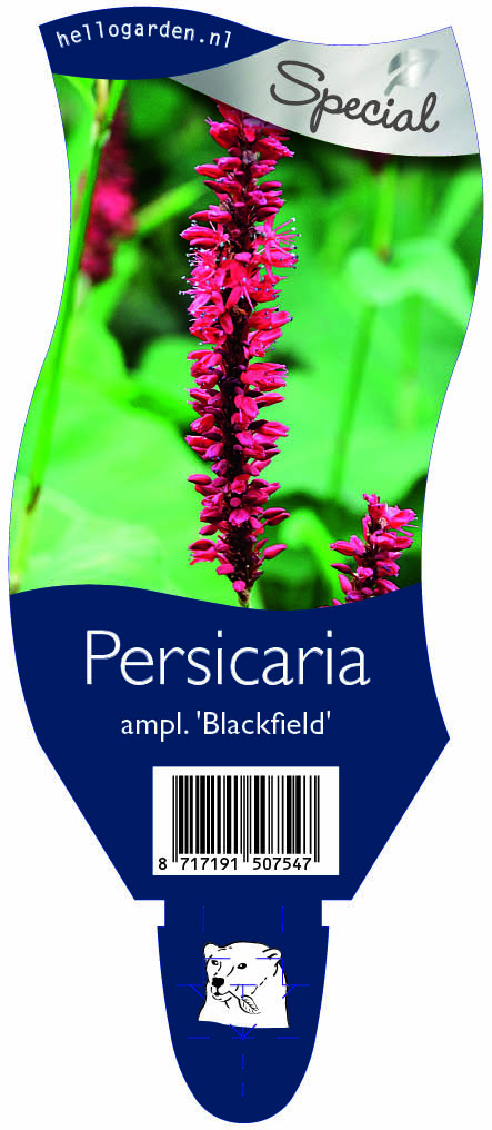 Persicaria ampl. 'Blackfield' ; P11