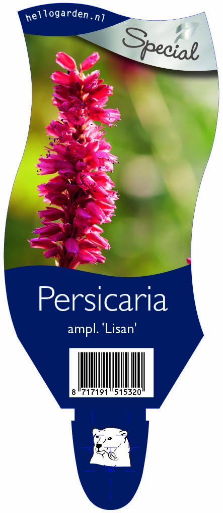 Persicaria ampl. 'Lisan' ; P11