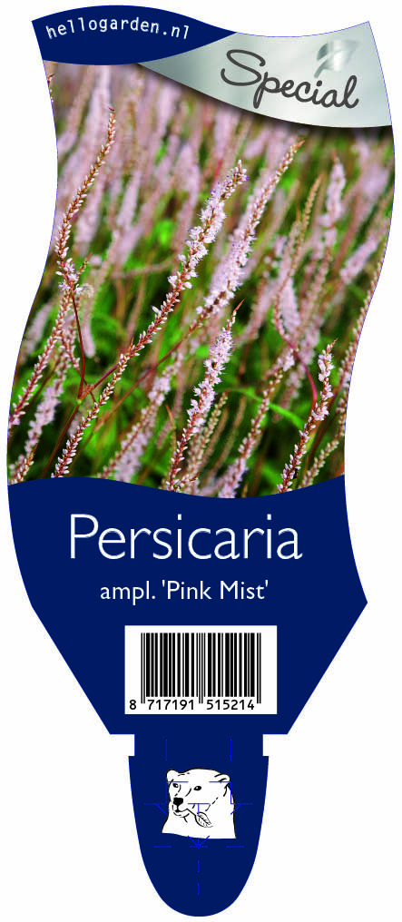 Persicaria ampl. 'Pink Mist' ; P11