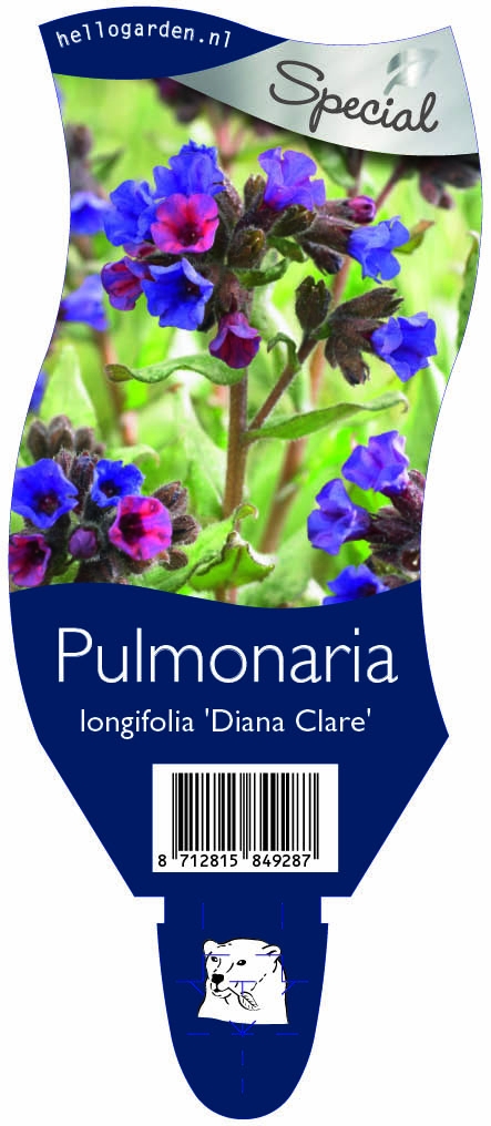 Pulmonaria longifolia 'Diana Clare' ; P11