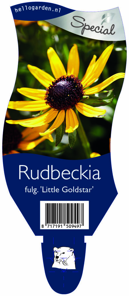 Rudbeckia fulg. 'Little Goldstar' ; P11