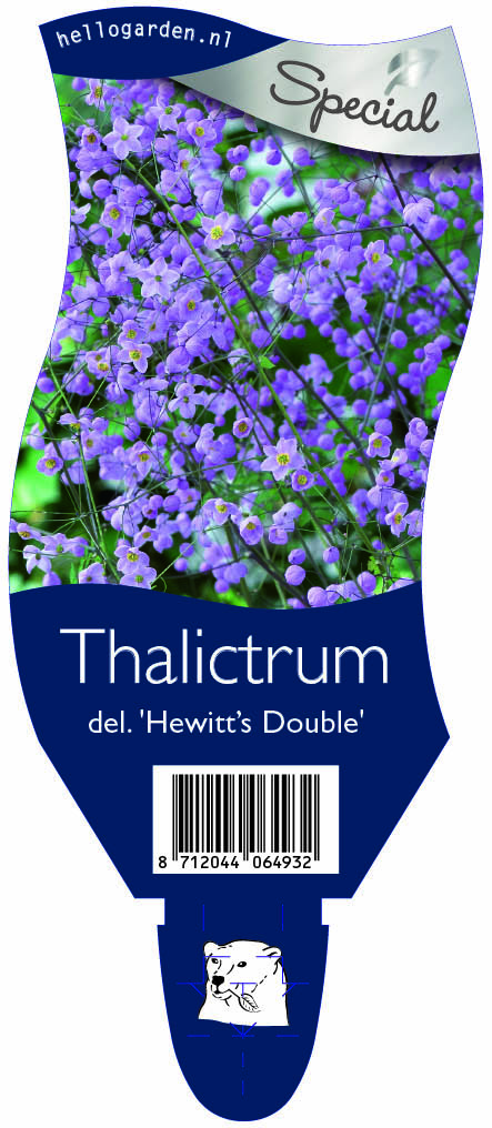 Thalictrum del. 'Hewitt’s Double' ; P11