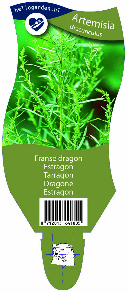 Artemisia dracunculus ; P11