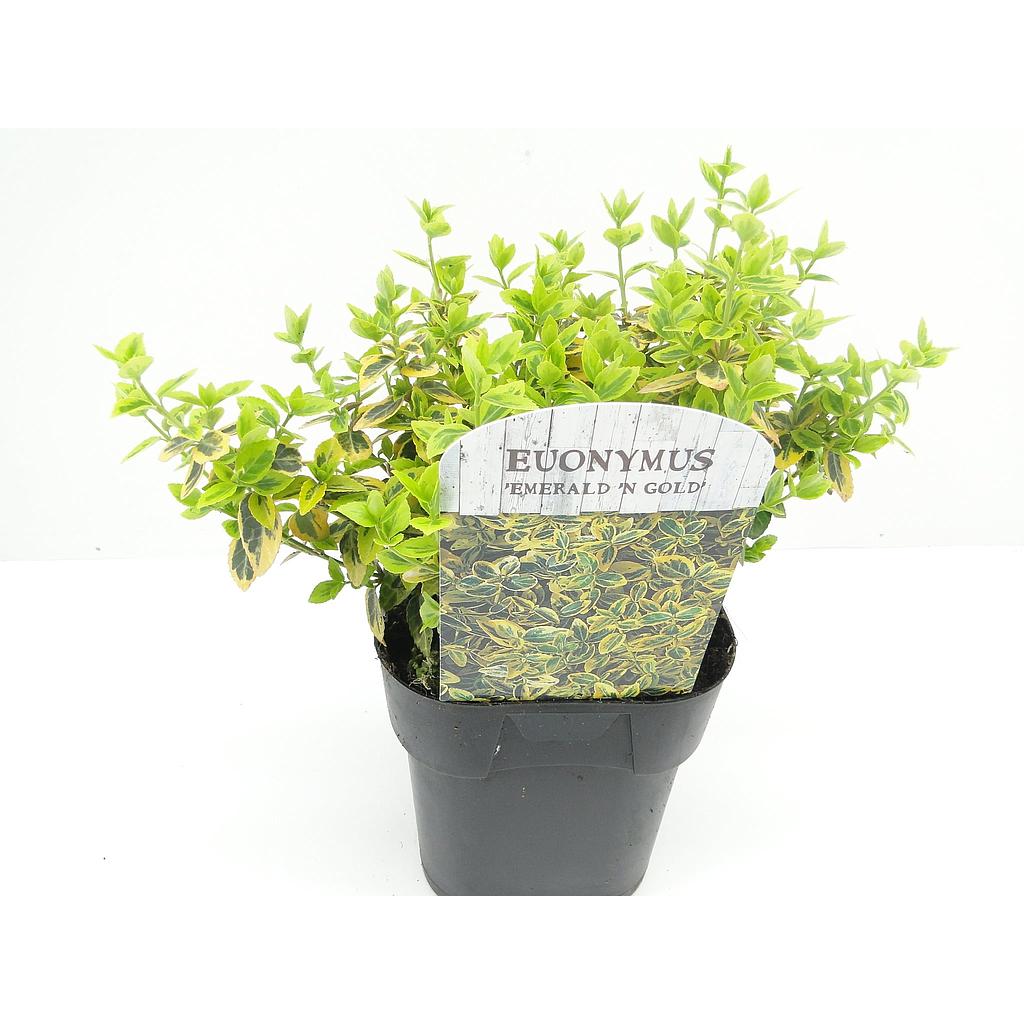 Euonymus for. 'Emerald 'n Gold' ; vp 2,0L  20/+