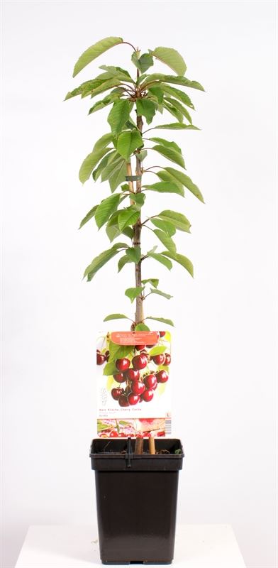 Prunus a. 'Kordia' ; vp 5,0L