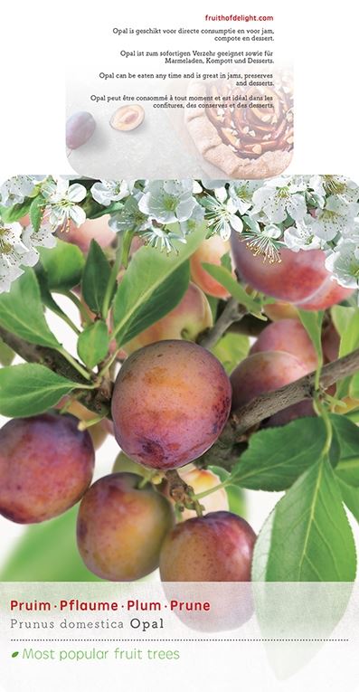 Prunus d. 'Opal' ; p31 180-sta 275/+