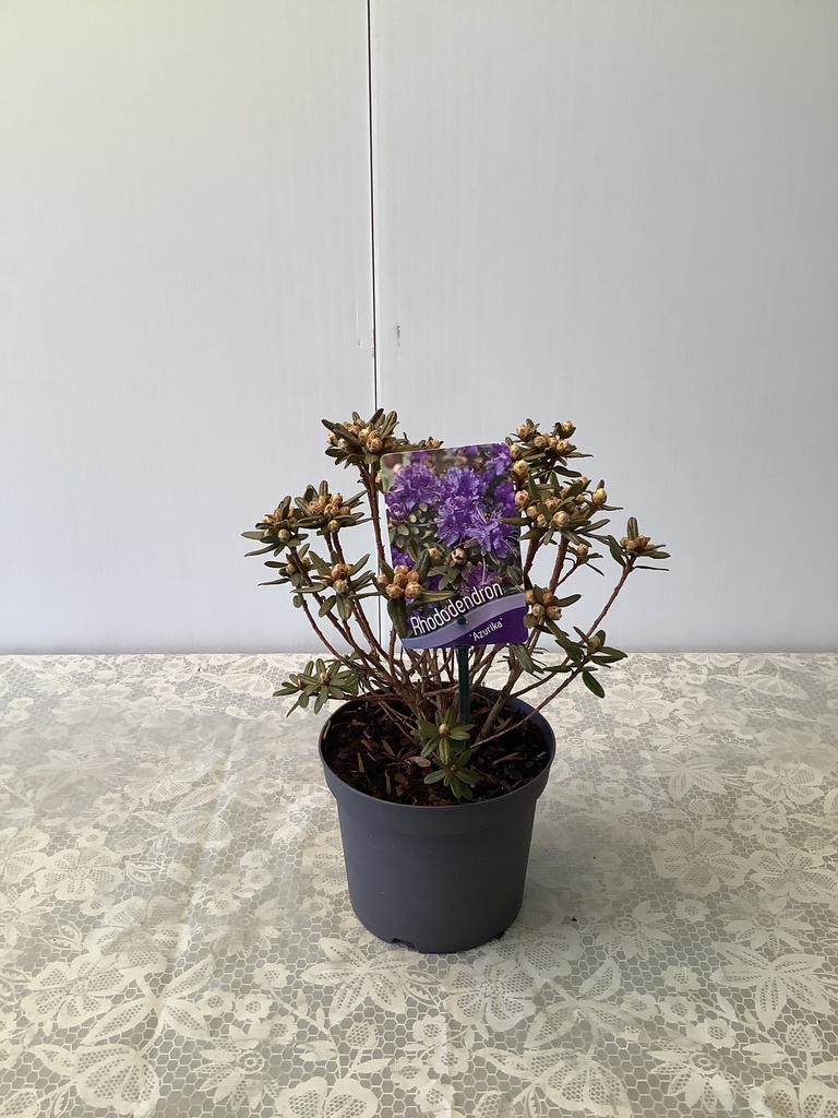 Rhododendron 'Azurika' ; c 2 20/25