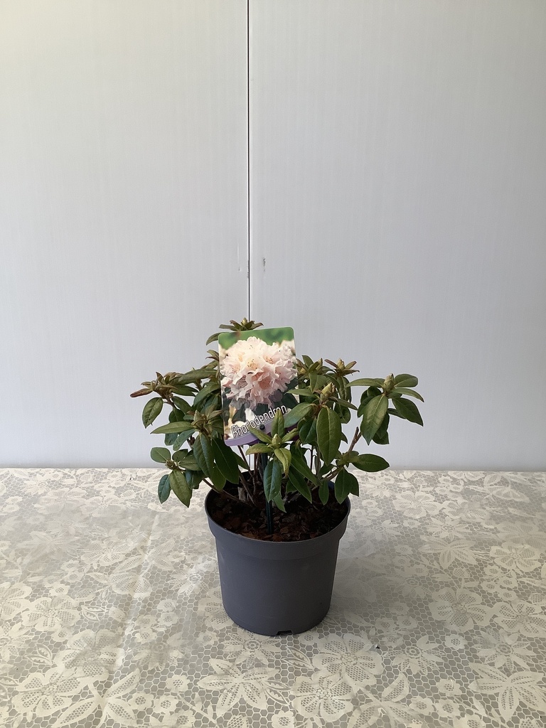 Rhododendron 'Dora Amateis' ; c 2 20/25