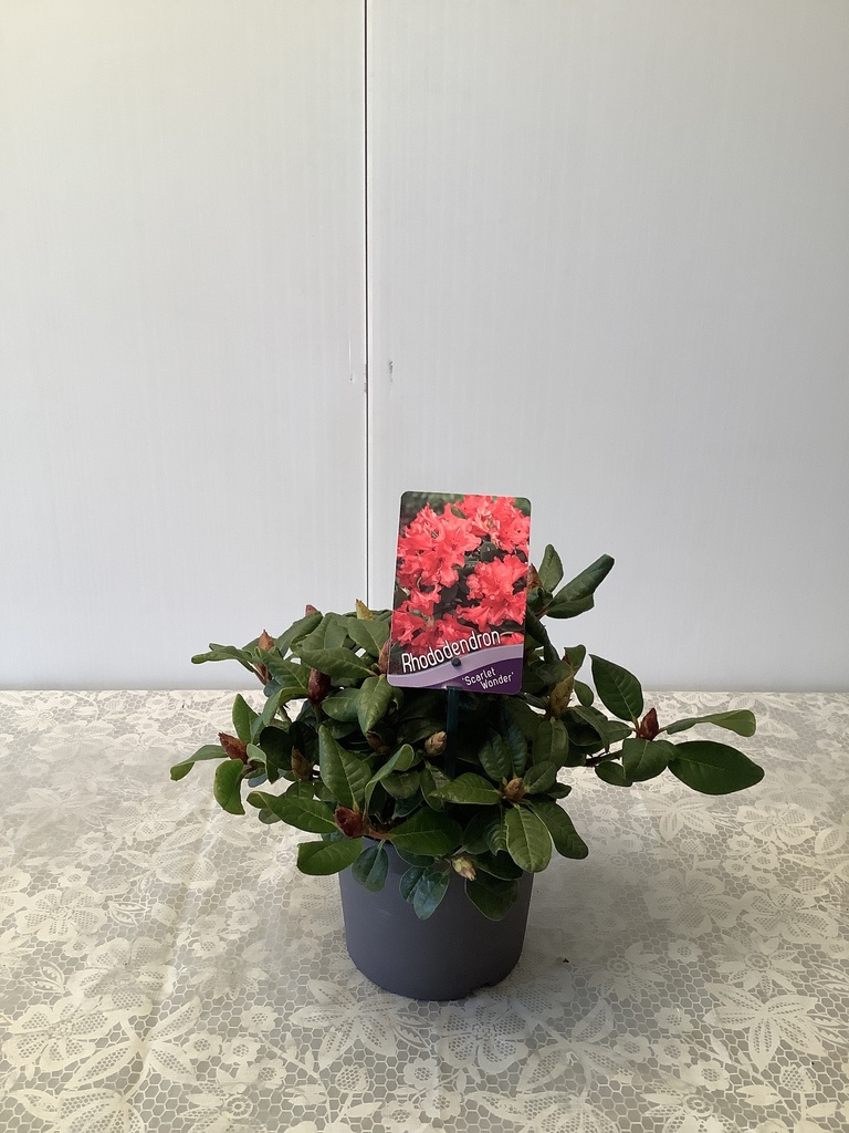 Rhododendron for. 'Scarlet Wonder' ; c 2 25/30