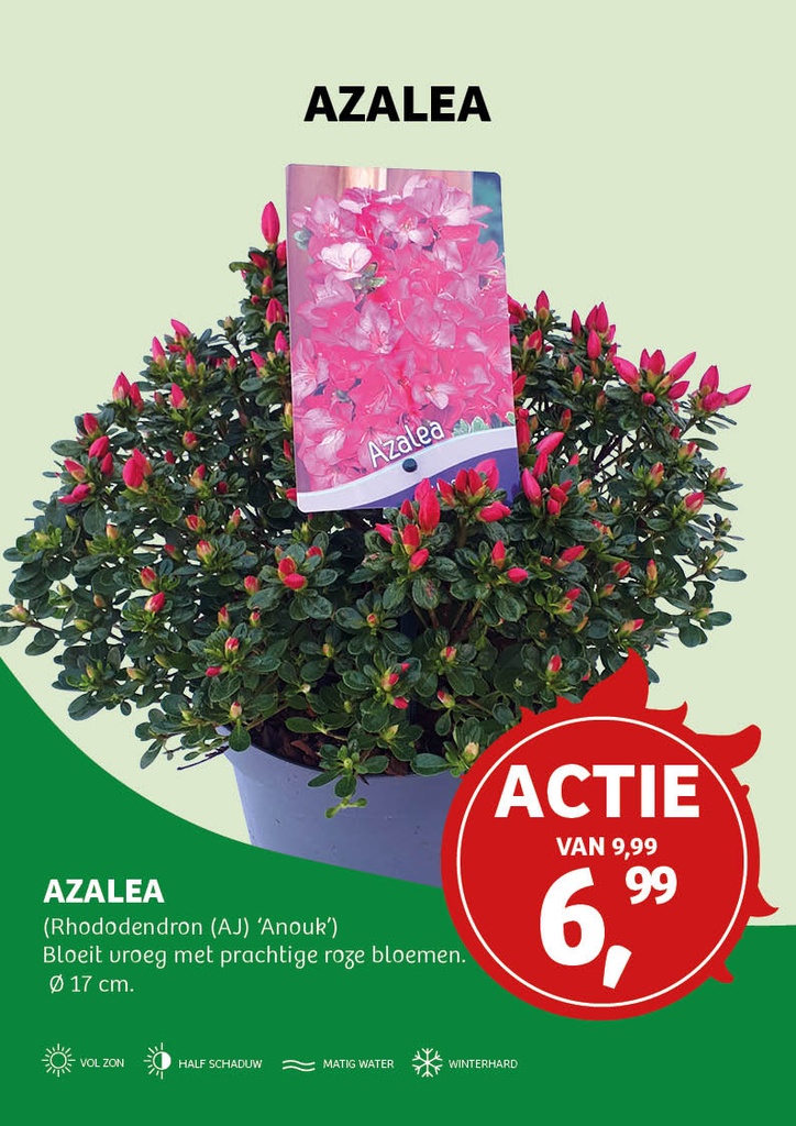 Rhododendron (AZ) 'Anouk ; c 3 30/35