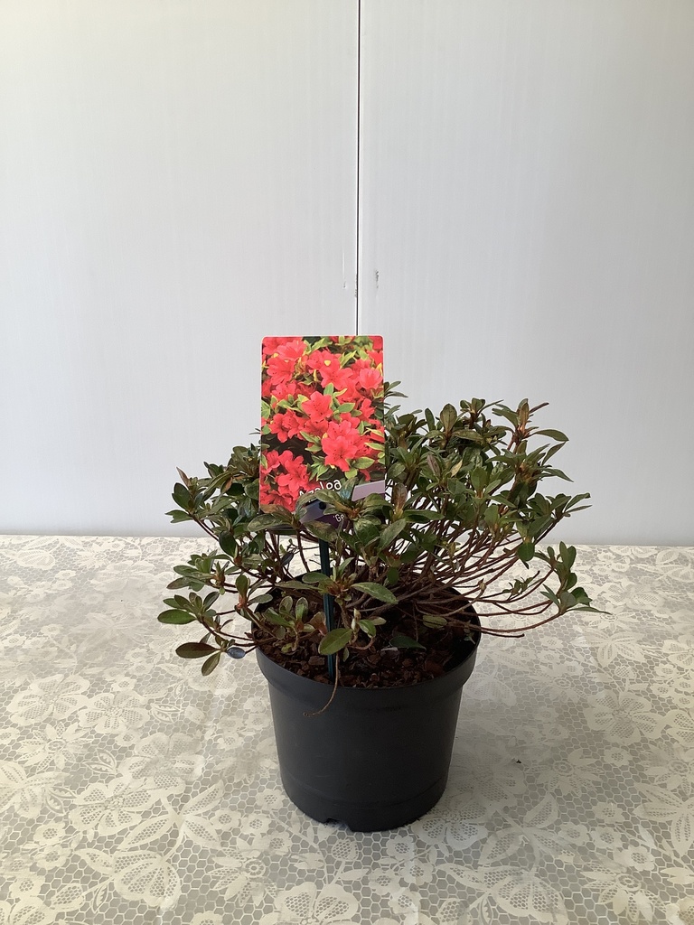 Rhododendron (AZ) 'Geisha Red' ; c 3 30/35