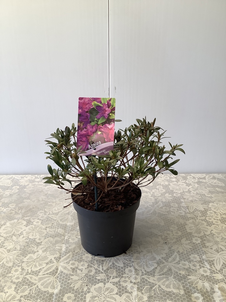 Rhododendron (AZ) 'Koningsstein' ; c 3 30/35