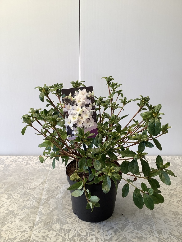 Rhododendron (AZ) 'Mary Helen' ; c 3 30/35