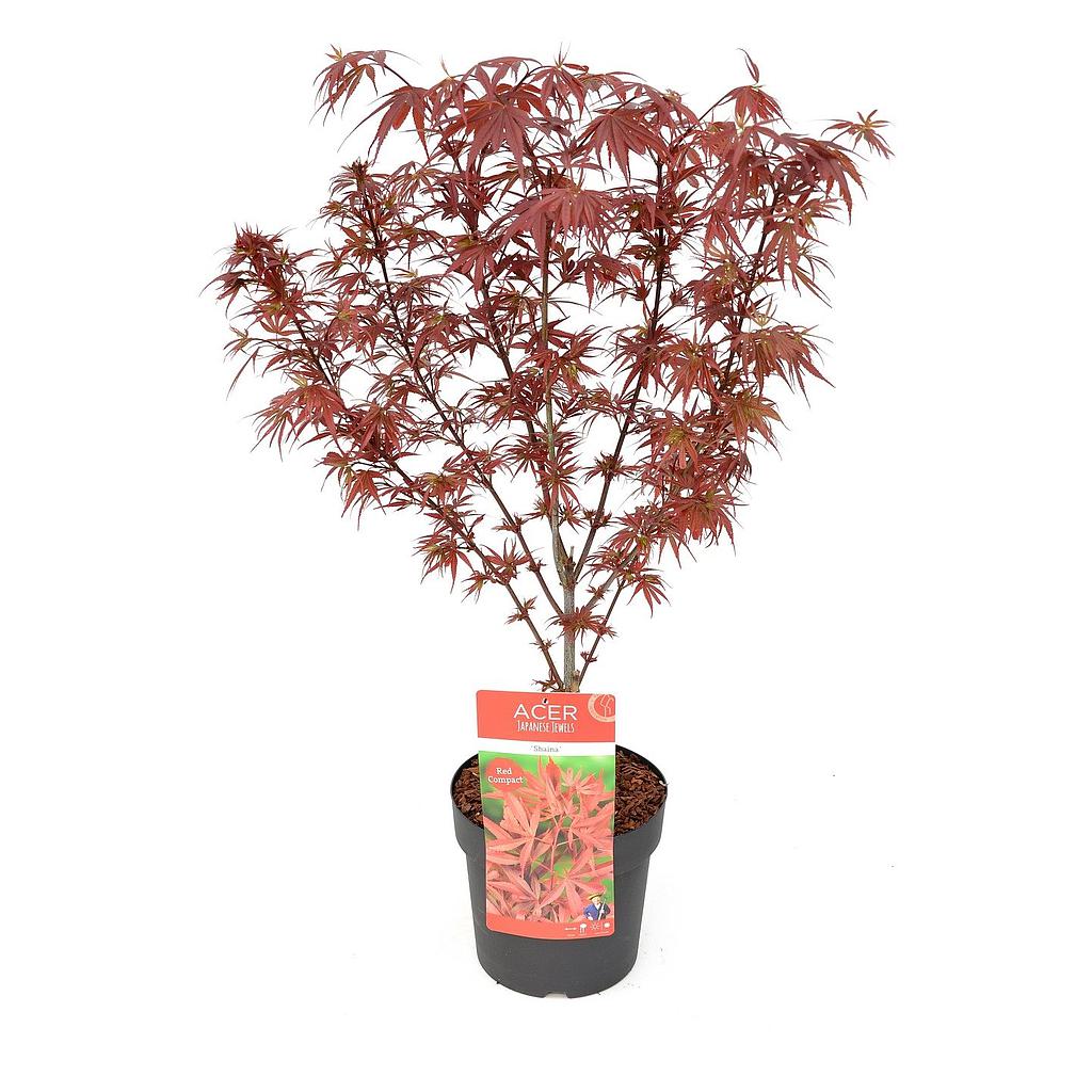 Acer pal. 'Shaina' ; c 3  50/60