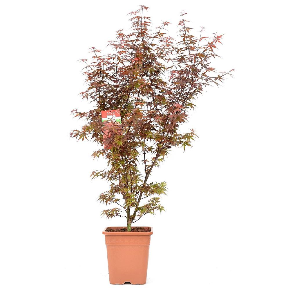 Acer pal. 'Skeeter's Broom' ; vp14L 100/125