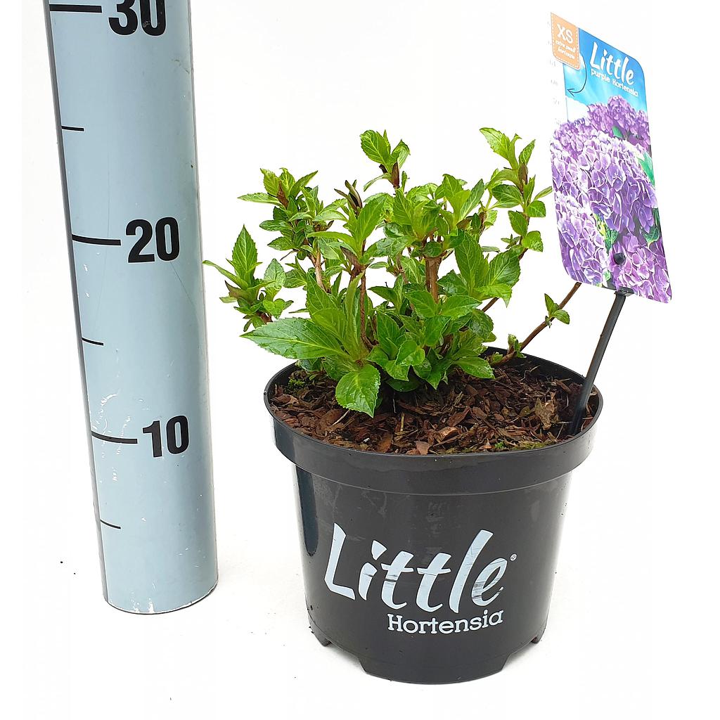 Hydrangea m. 'Little Purple' ; c 2  10/15