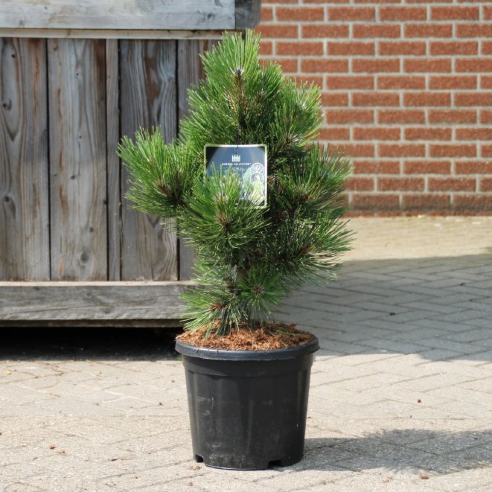 Pinus leucodermis 'Malinki' ; c10  40/+