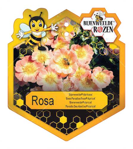 Rosa 'Bijenweelde'® Apricot ; p17