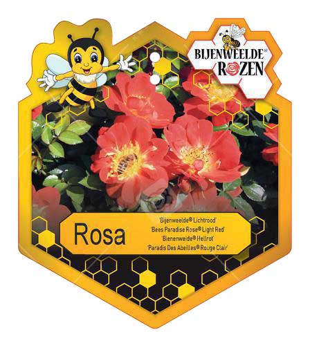 Rosa 'Bijenweelde'® Light Red ; p17