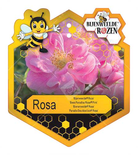 Rosa 'Bijenweelde'® Pink ; p17