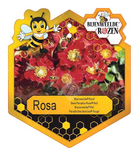 Rosa 'Bijenweelde'® Red ; p17
