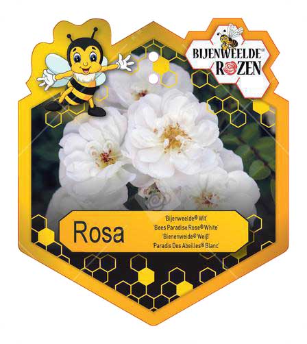 Rosa 'Bijenweelde'® White ; p17
