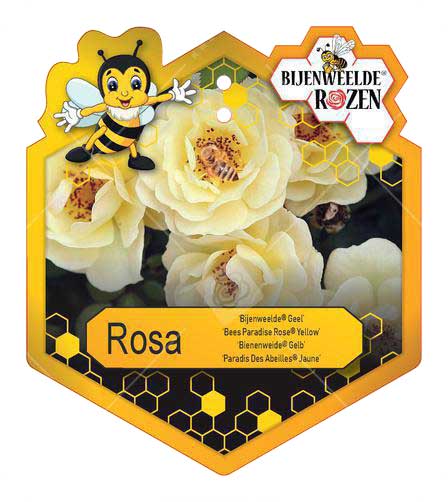 Rosa 'Bijenweelde'® Yellow ; p17