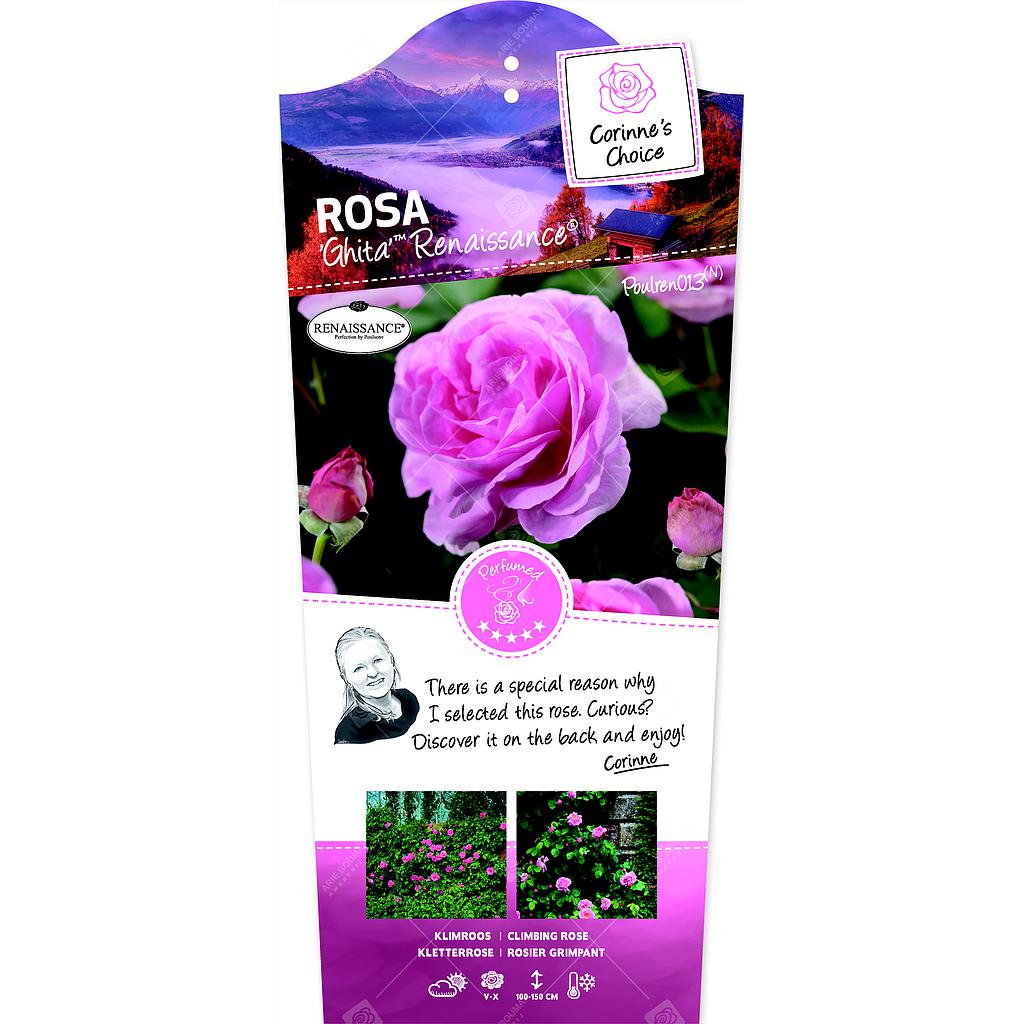 Rosa 'Ghita'(TM) Renaissance® ; C3rp stok100  70/80