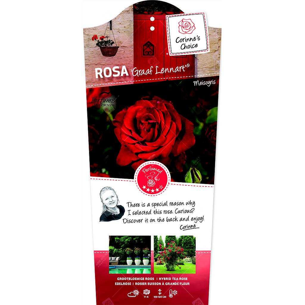 Rosa 'Graaf Lennart'® ; C3rp