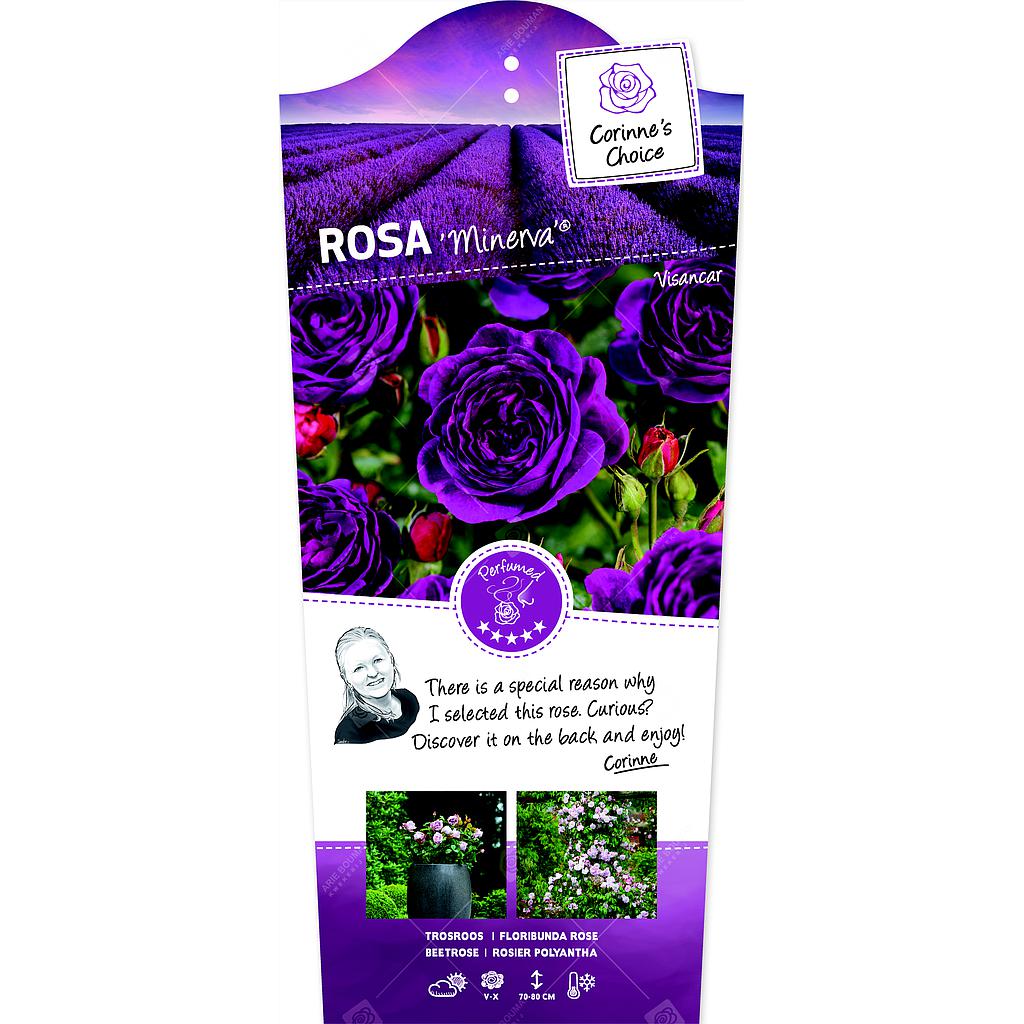 Rosa 'Minerva'® ; C3rp