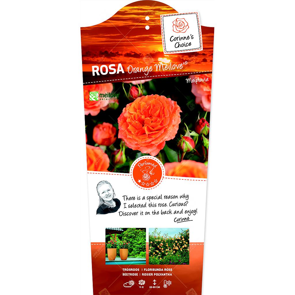 Rosa 'Orange Meilove'® ; C3rp
