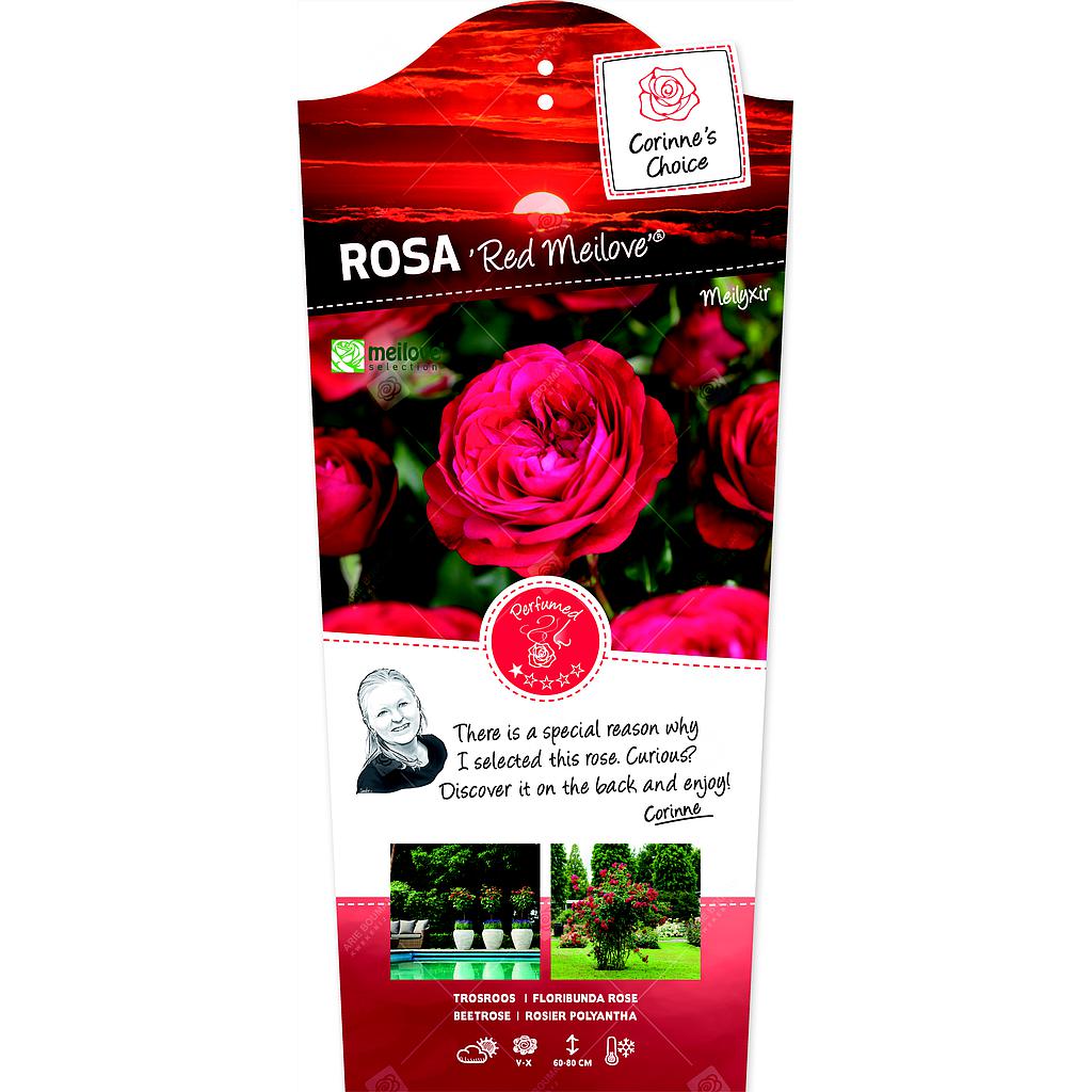 Rosa 'Red Meilove'® ; p24 60-stam