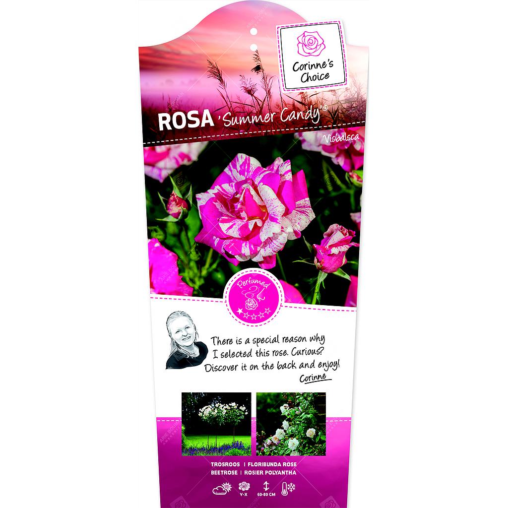 Rosa 'Summer Candy'® ; p24 90-stam