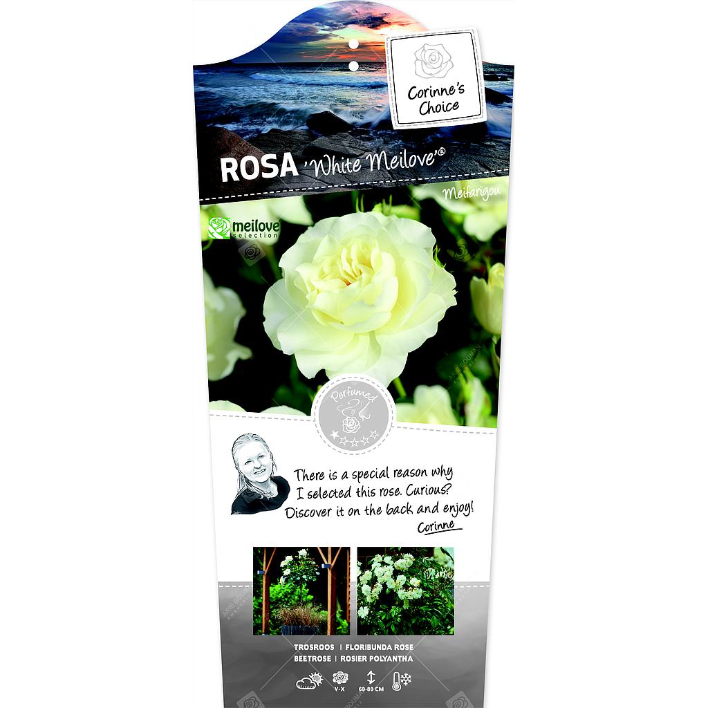 Rosa 'White Meilove'® ; p24 90-stam