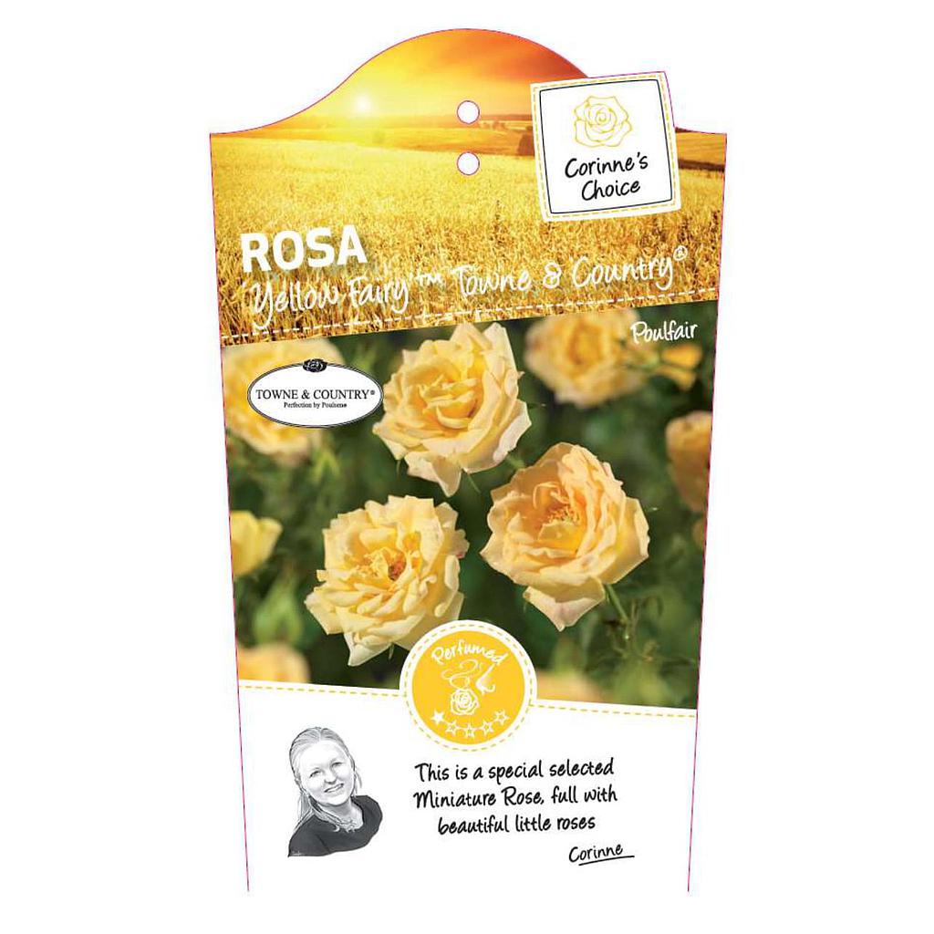 Rosa 'Yellow' Meilove'® ; p24 90-stam