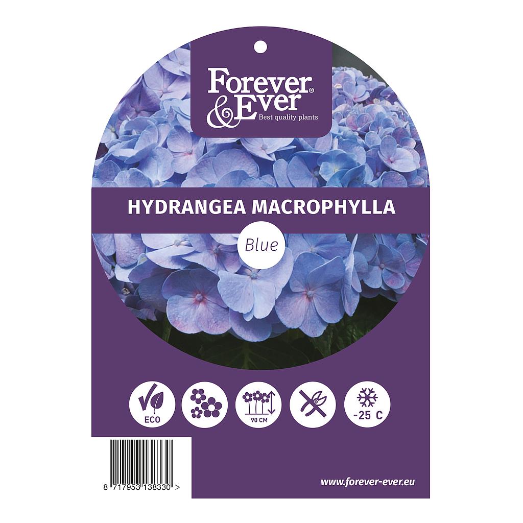 Hydrangea m. 'Forever&Ever'® Blue; c 5  30/40