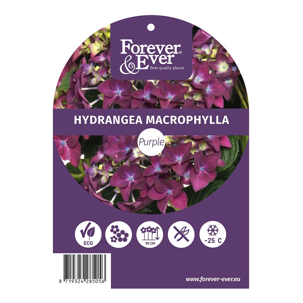 Hydrangea m. 'Forever&Ever'® Purple; c 5  30/40