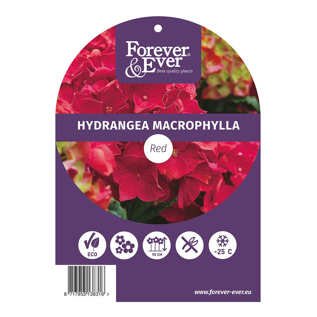 Hydrangea m. 'Forever&Ever'® Red; c 5  30/40
