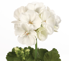 Pelargonium zon. Smart Lasse (kopie)