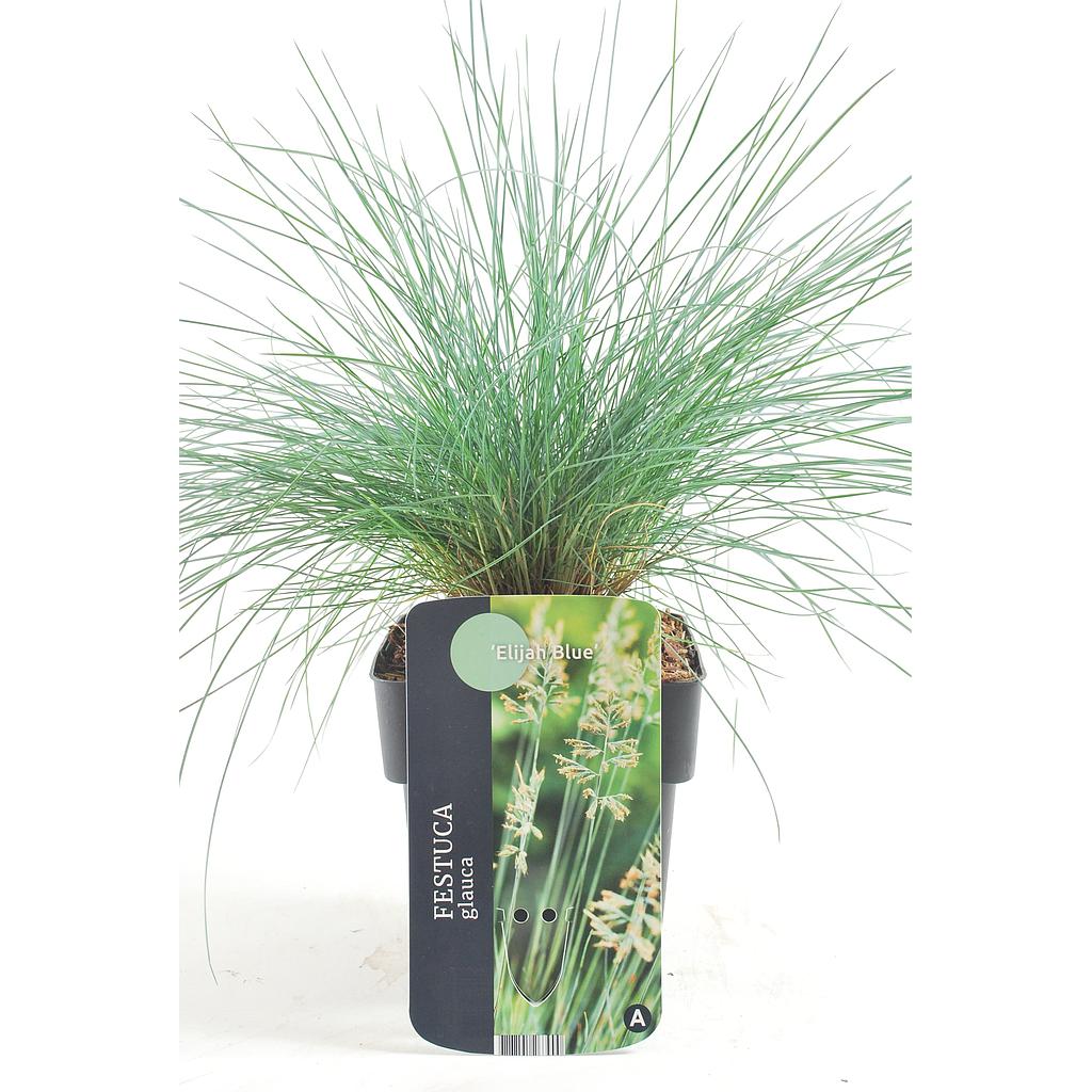 Festuca glauca Elijah Blue; P17 (kopie)