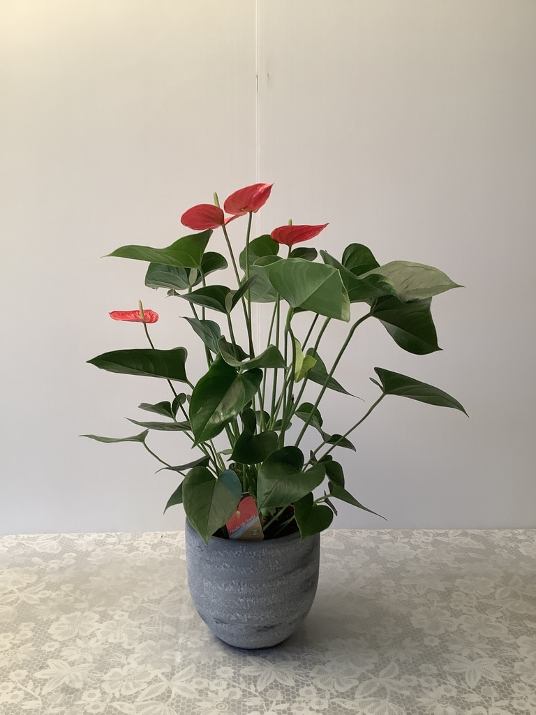 Anthurium (gemengd 3 kleuren) 6+bloemen ; MPS-A+ GAP