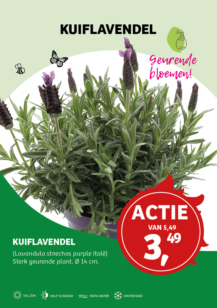 Lavandula stoechas purple Italië ; p14