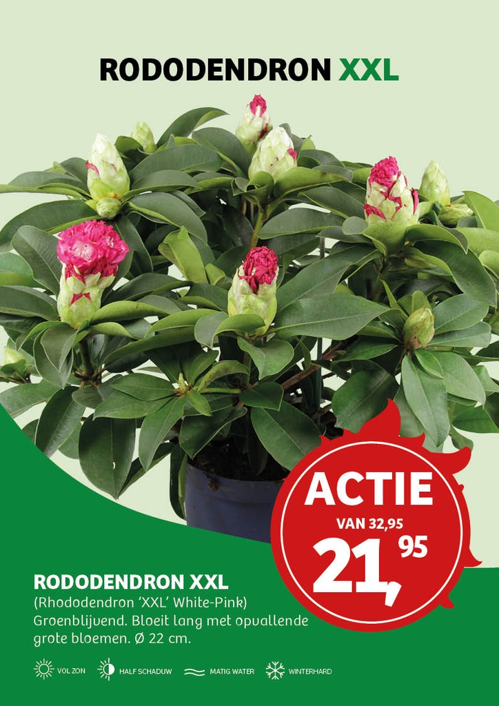 Rhododendron 'XXL' White-Pink® ; c 5 50/60