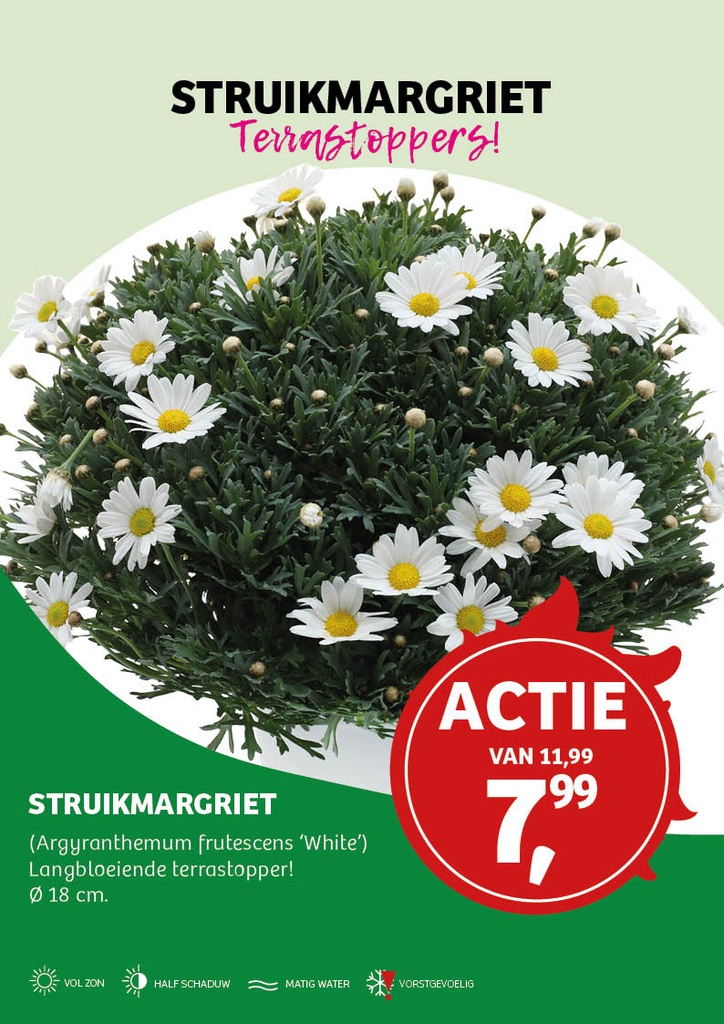 Argyranthemum fru. 'White' ; p18