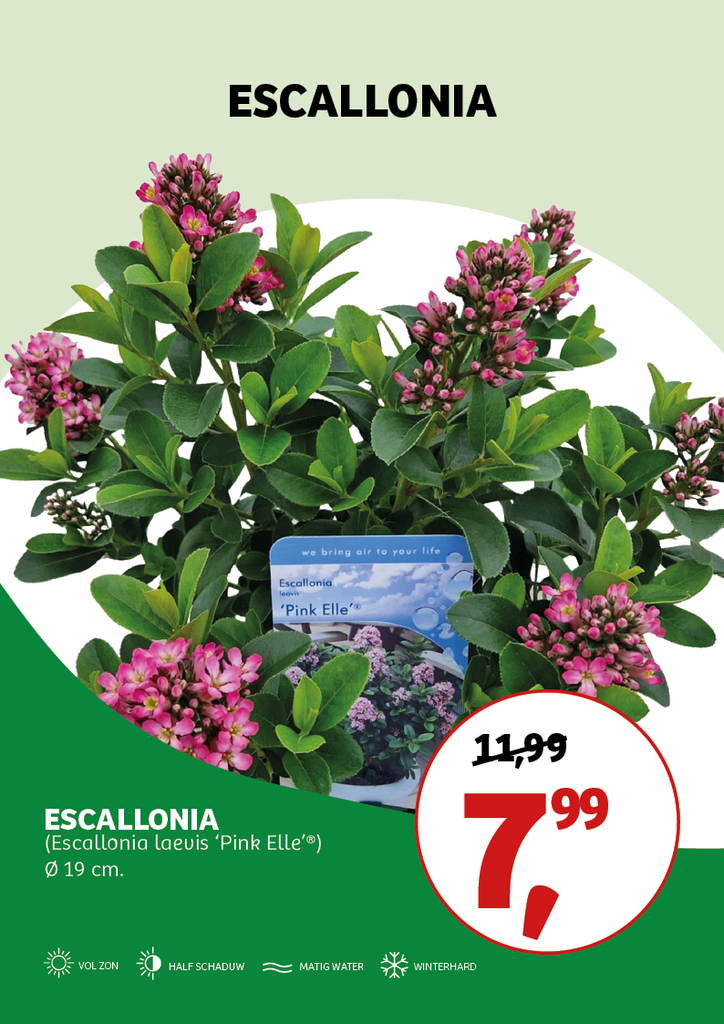 Escallonia laevis 'Pink Elle'® ; c 3 25/30